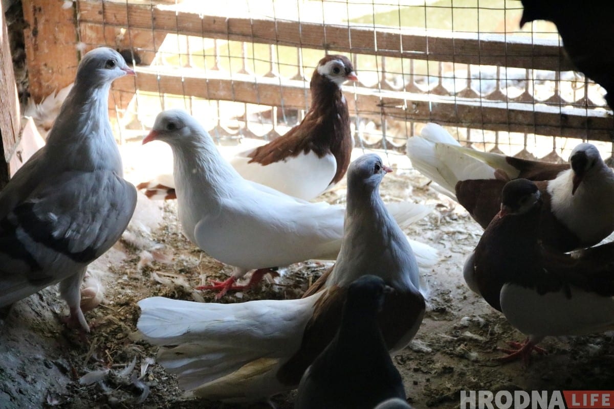 Гродзенец 50 гадоў разводзіць галубоў: «Раней было модна, цяпер - занятак для душы»