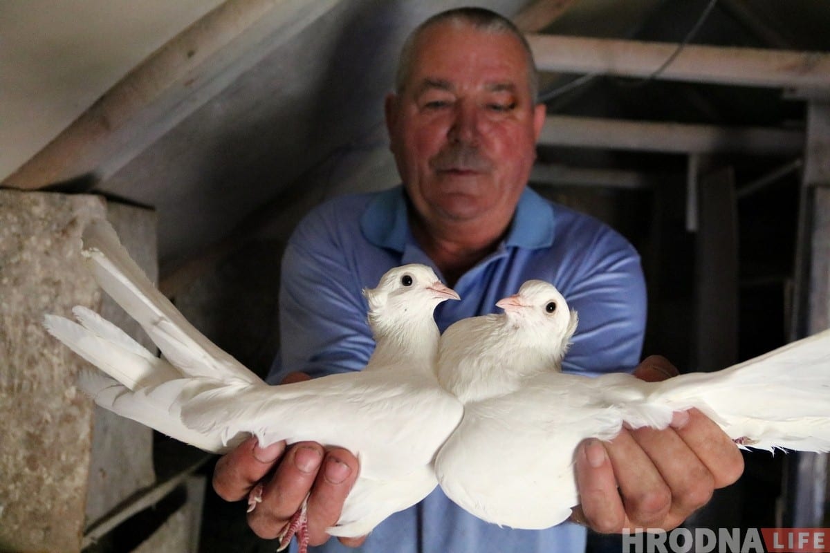 Гродзенец 50 гадоў разводзіць галубоў: «Раней было модна, цяпер - занятак для душы»