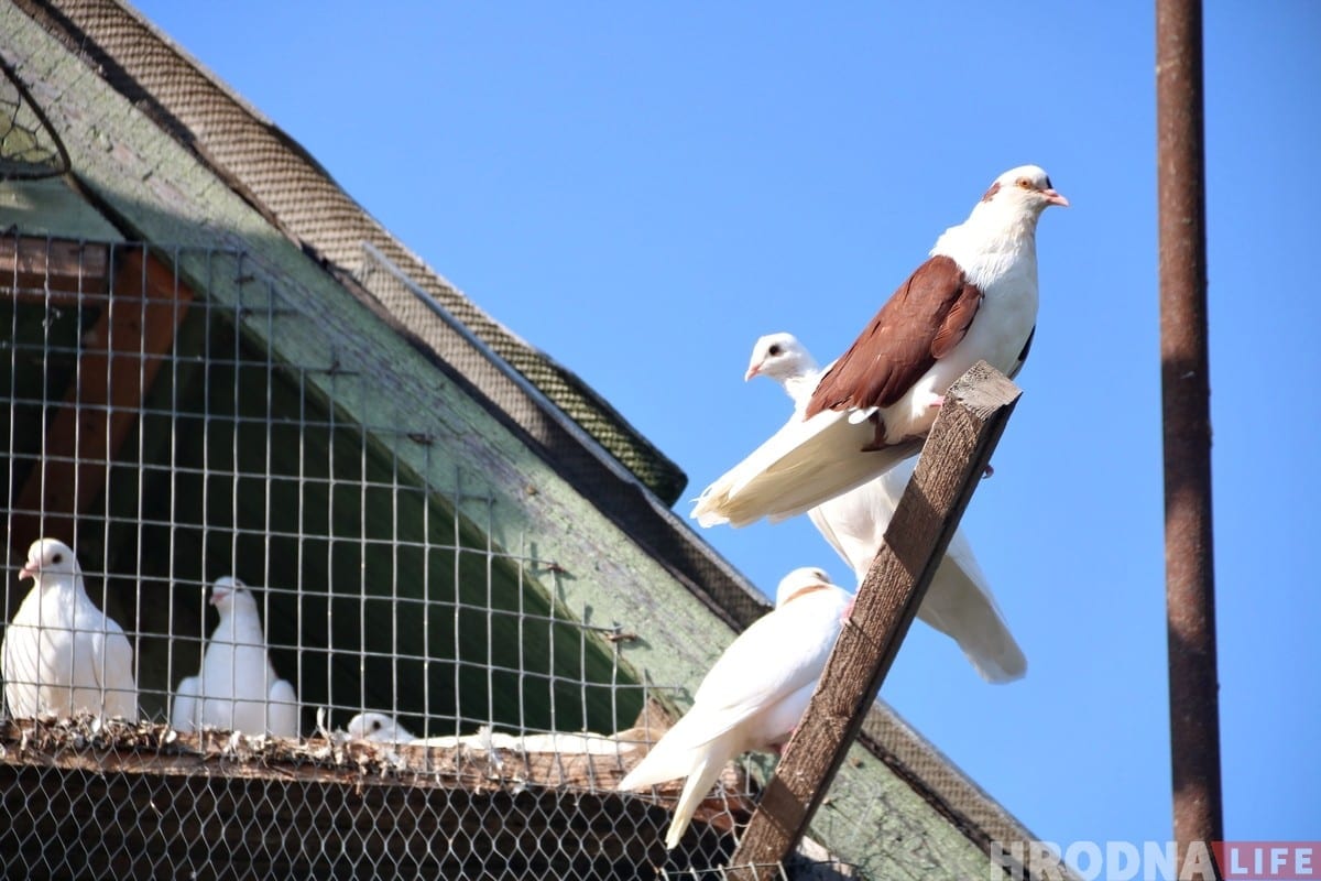 Гродзенец 50 гадоў разводзіць галубоў: «Раней было модна, цяпер - занятак для душы»