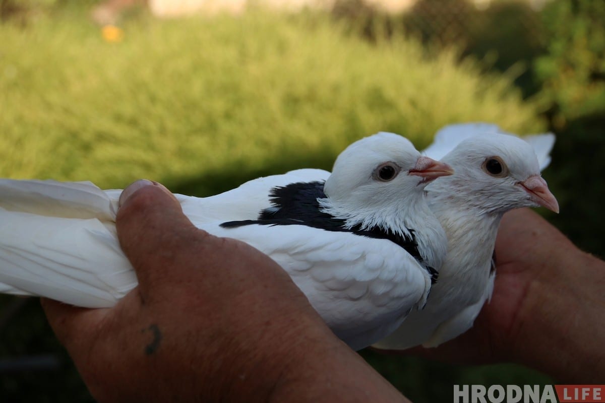 Гродзенец 50 гадоў разводзіць галубоў: «Раней было модна, цяпер - занятак для душы»