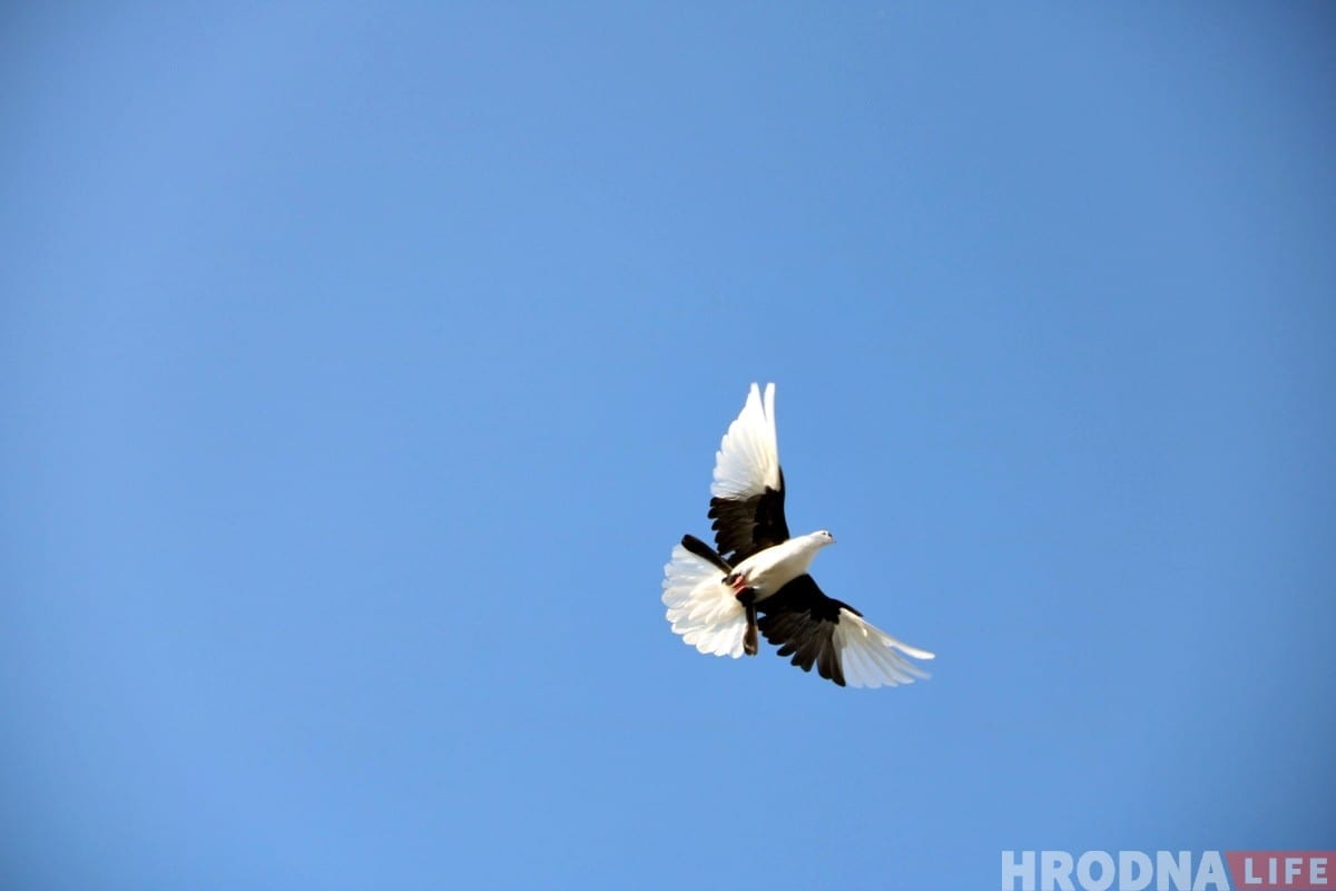 Гродзенец 50 гадоў разводзіць галубоў: «Раней было модна, цяпер - занятак для душы»