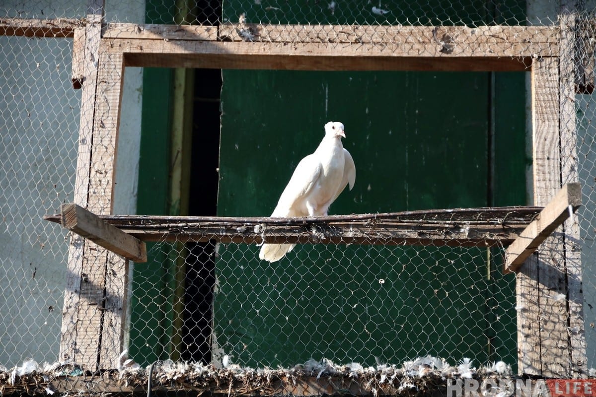 Гродзенец 50 гадоў разводзіць галубоў: «Раней было модна, цяпер - занятак для душы»