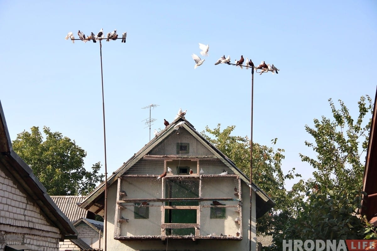 Гродзенец 50 гадоў разводзіць галубоў: «Раней было модна, цяпер - занятак для душы»