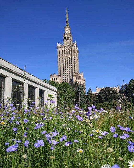 Хочаш каб у Гродне з'явіліся газоны-кветнікі? Падтрымай петыцыю!
