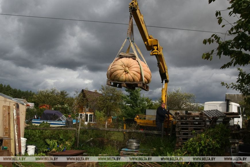 Гарбуз вагой 450 кг можна ўбачыць у Каробчыцах пад Гродна