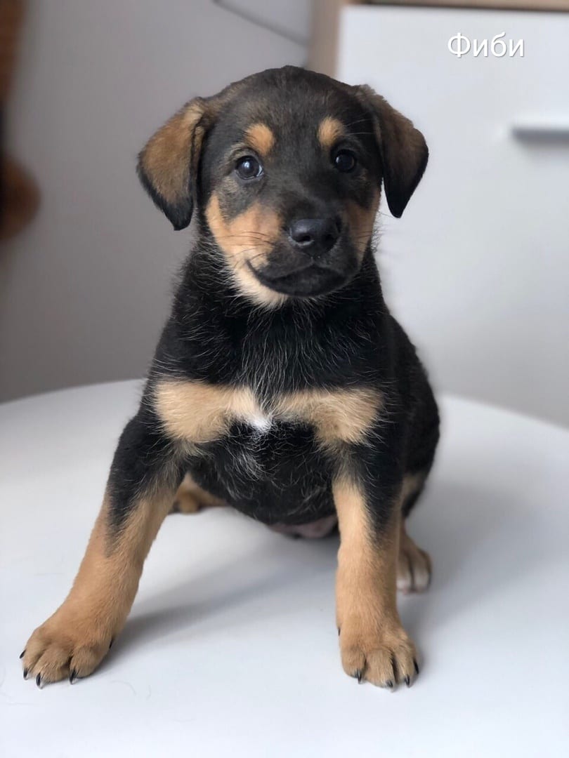 Жывёлы шукаюць дом: шчанюкі-мілашкі і чорныя коткі-музы паэтаў