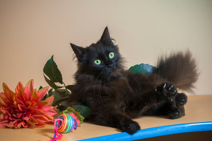 Жывёлы шукаюць дом: шчанюкі-мілашкі і чорныя коткі-музы паэтаў