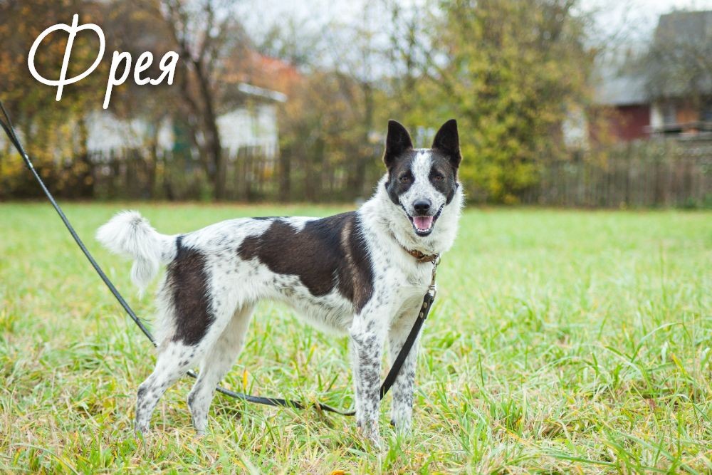 Жывёлы шукаюць дом: актыўныя сабакі, кемлівы шчанюк і цуд-кацяня Жывёлы шукаюць дом: актыўныя сабакі, кемлівы шчанюк і цуд-кацяня