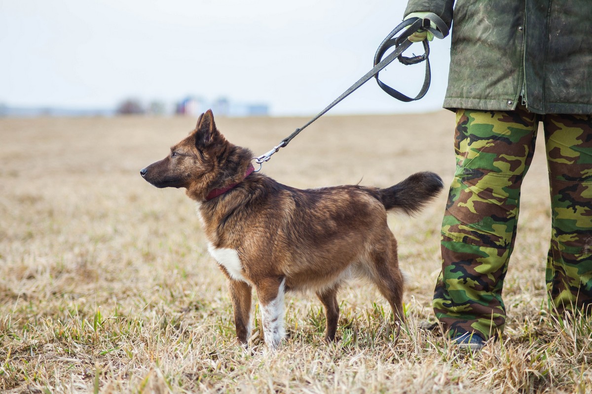 Жывёлы шукаюць дом: актыўныя сабакі, кемлівы шчанюк і цуд-кацяня Жывёлы шукаюць дом: актыўныя сабакі, кемлівы шчанюк і цуд-кацяня