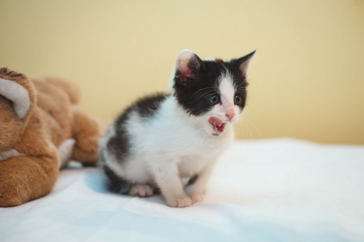 Жывёлы шукаюць дом: актыўныя сабакі, кемлівы шчанюк і цуд-кацяня Жывёлы шукаюць дом: актыўныя сабакі, кемлівы шчанюк і цуд-кацяня