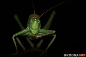 Маленькі свет на макрафота. Выстава Сяргея Саковіча пакажа, як з мухі зрабіць слана Сяргей Саковіч макрафота
