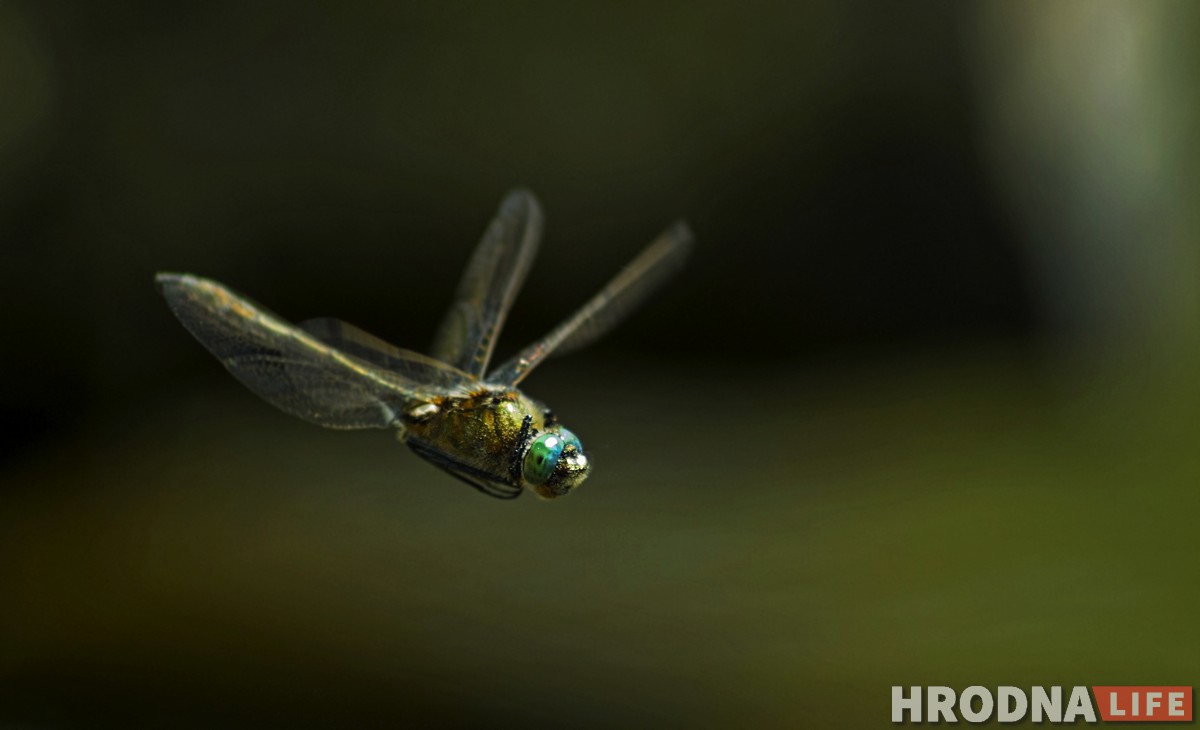 Маленькі свет на макрафота. Выстава Сяргея Саковіча пакажа, як з мухі зрабіць слана