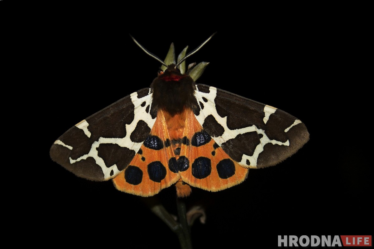 Маленькі свет на макрафота. Выстава Сяргея Саковіча пакажа, як з мухі зрабіць слана