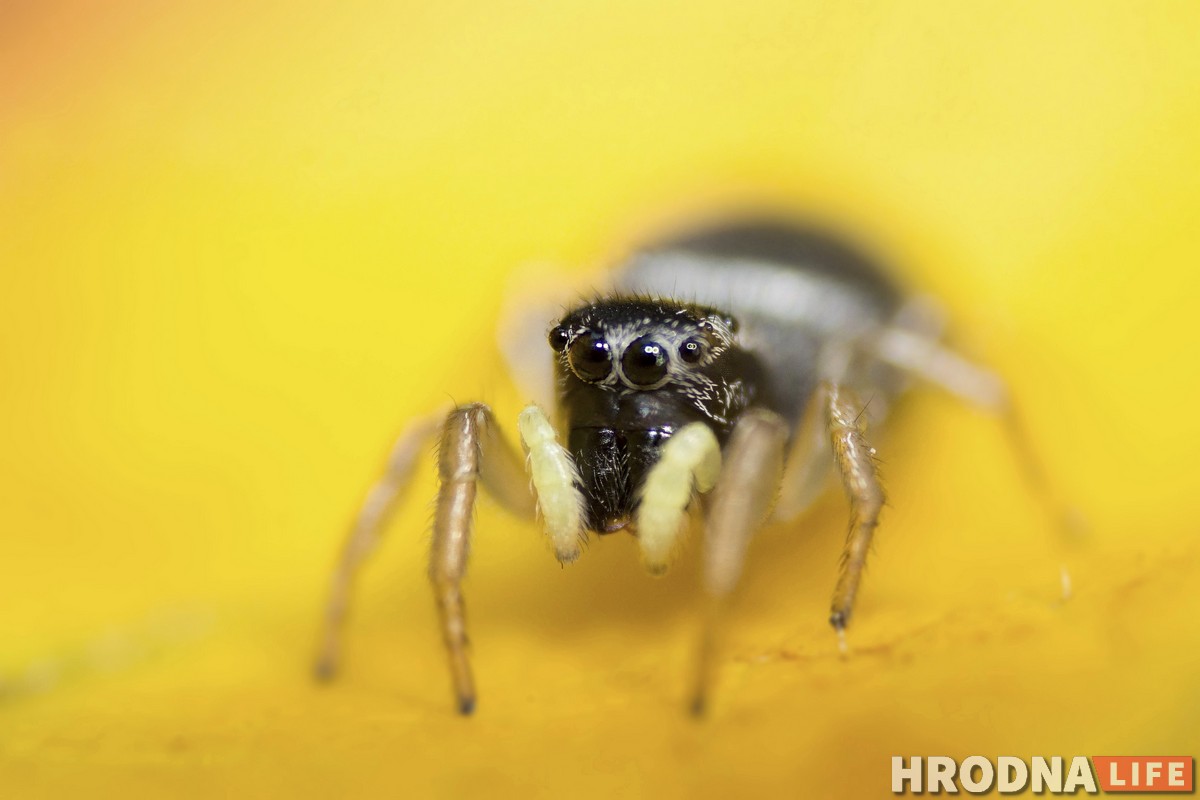 Маленькі свет на макрафота. Выстава Сяргея Саковіча пакажа, як з мухі зрабіць слана