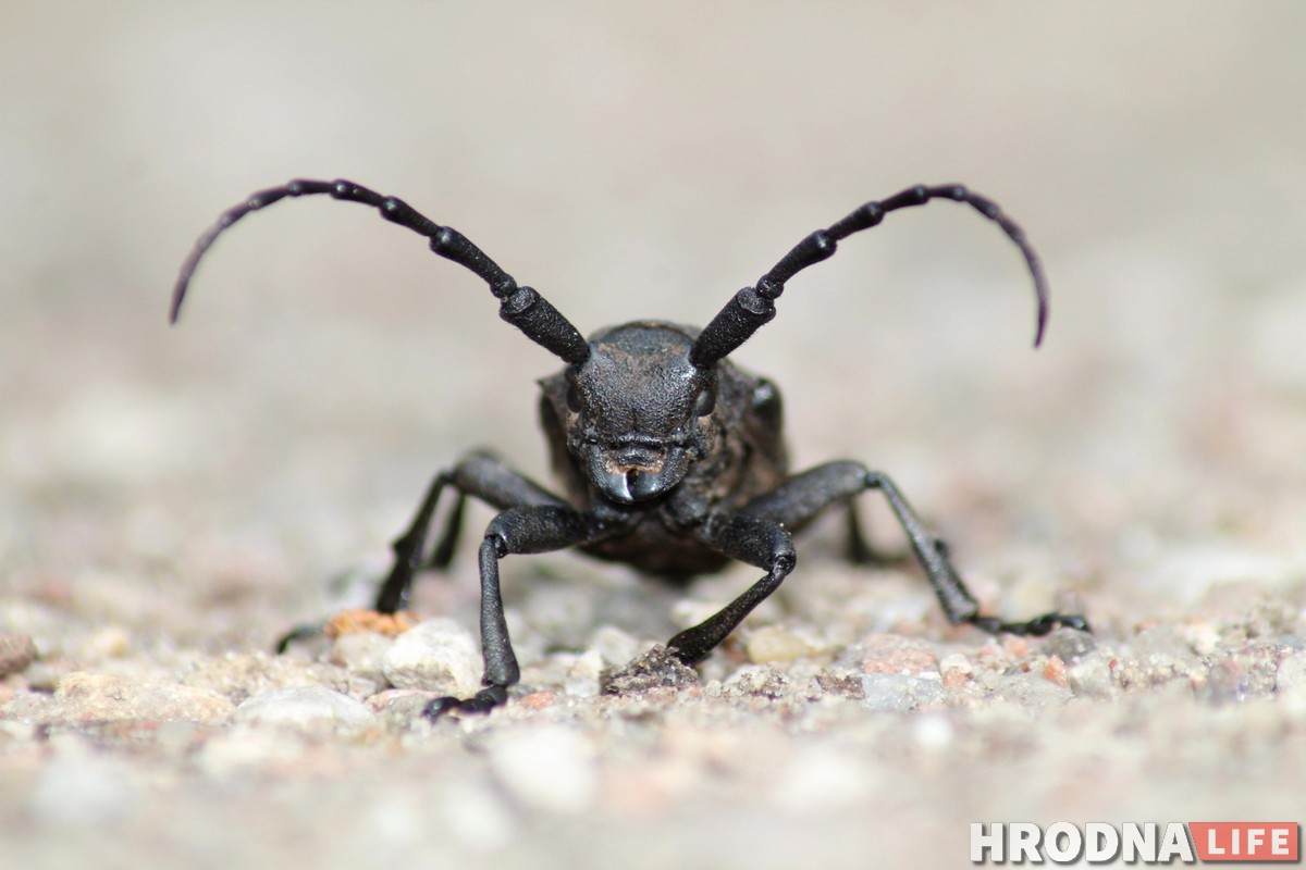 Маленькі свет на макрафота. Выстава Сяргея Саковіча пакажа, як з мухі зрабіць слана