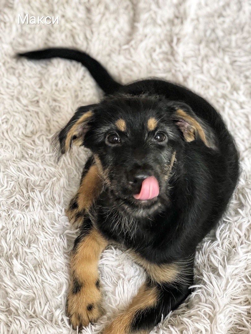 Жывёлы шукаюць дом: актыўныя сабакі, кемлівы шчанюк і цуд-кацяня Жывёлы шукаюць дом: актыўныя сабакі, кемлівы шчанюк і цуд-кацяня