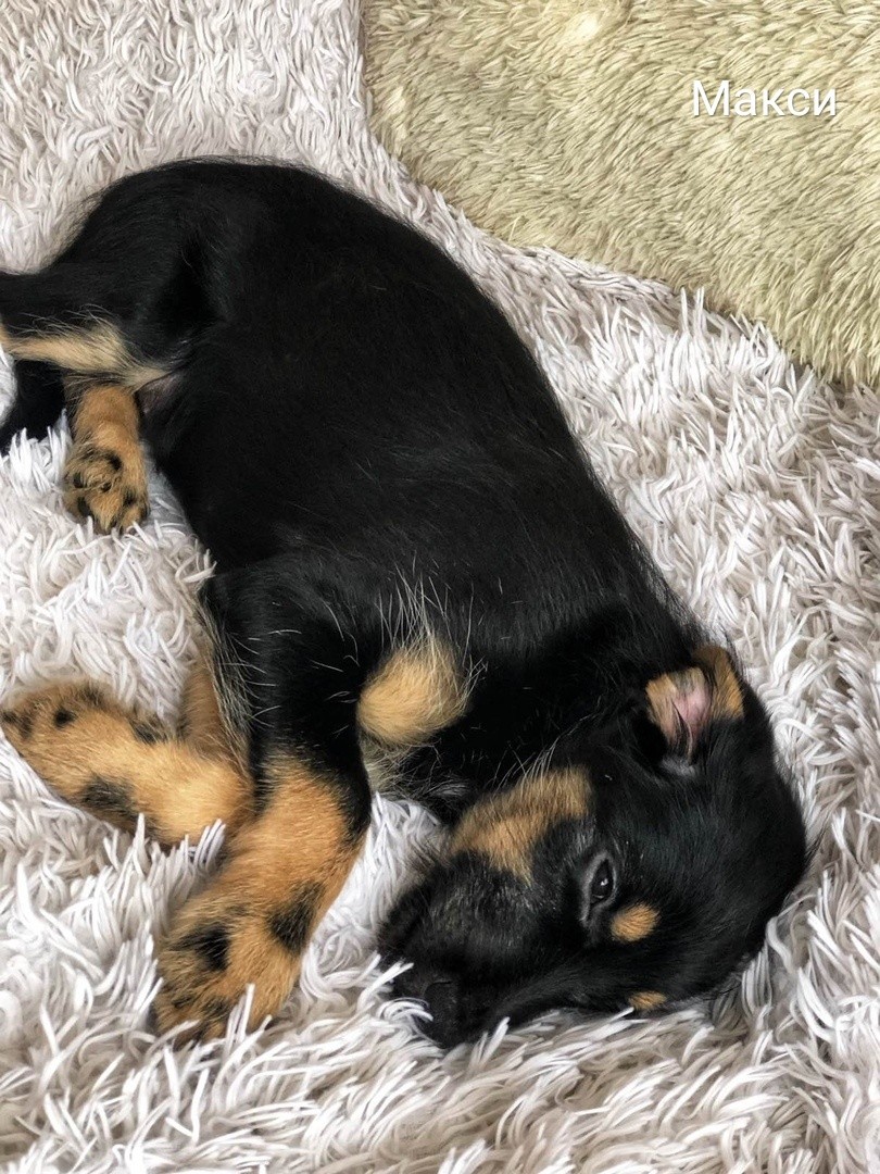 Жывёлы шукаюць дом: актыўныя сабакі, кемлівы шчанюк і цуд-кацяня Жывёлы шукаюць дом: актыўныя сабакі, кемлівы шчанюк і цуд-кацяня