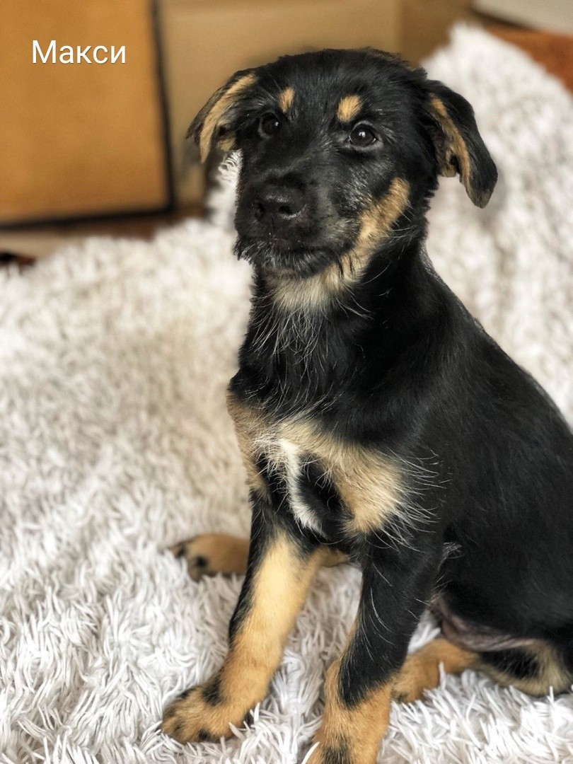 Жывёлы шукаюць дом: актыўныя сабакі, кемлівы шчанюк і цуд-кацяня Жывёлы шукаюць дом: актыўныя сабакі, кемлівы шчанюк і цуд-кацяня