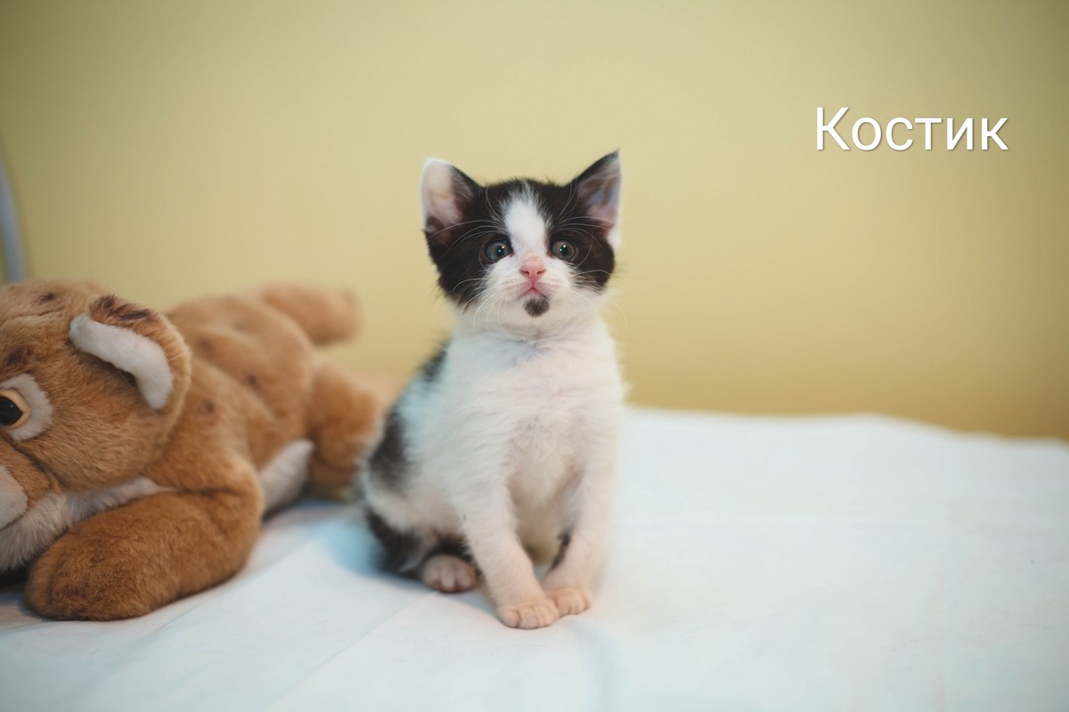 Жывёлы шукаюць дом: актыўныя сабакі, кемлівы шчанюк і цуд-кацяня Жывёлы шукаюць дом: актыўныя сабакі, кемлівы шчанюк і цуд-кацяня