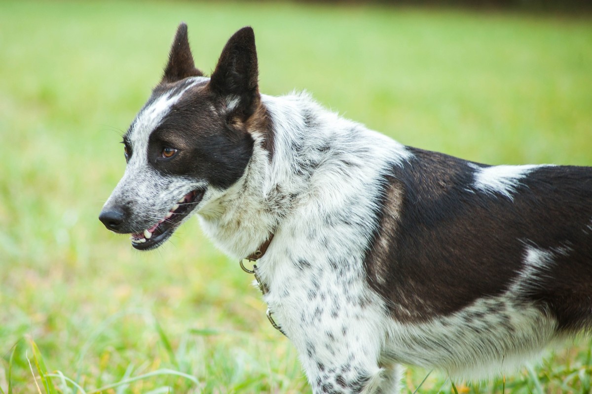 Жывёлы шукаюць дом: актыўныя сабакі, кемлівы шчанюк і цуд-кацяня Жывёлы шукаюць дом: актыўныя сабакі, кемлівы шчанюк і цуд-кацяня