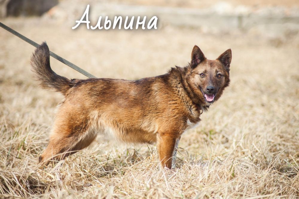 Жывёлы шукаюць дом: актыўныя сабакі, кемлівы шчанюк і цуд-кацяня Жывёлы шукаюць дом: актыўныя сабакі, кемлівы шчанюк і цуд-кацяня