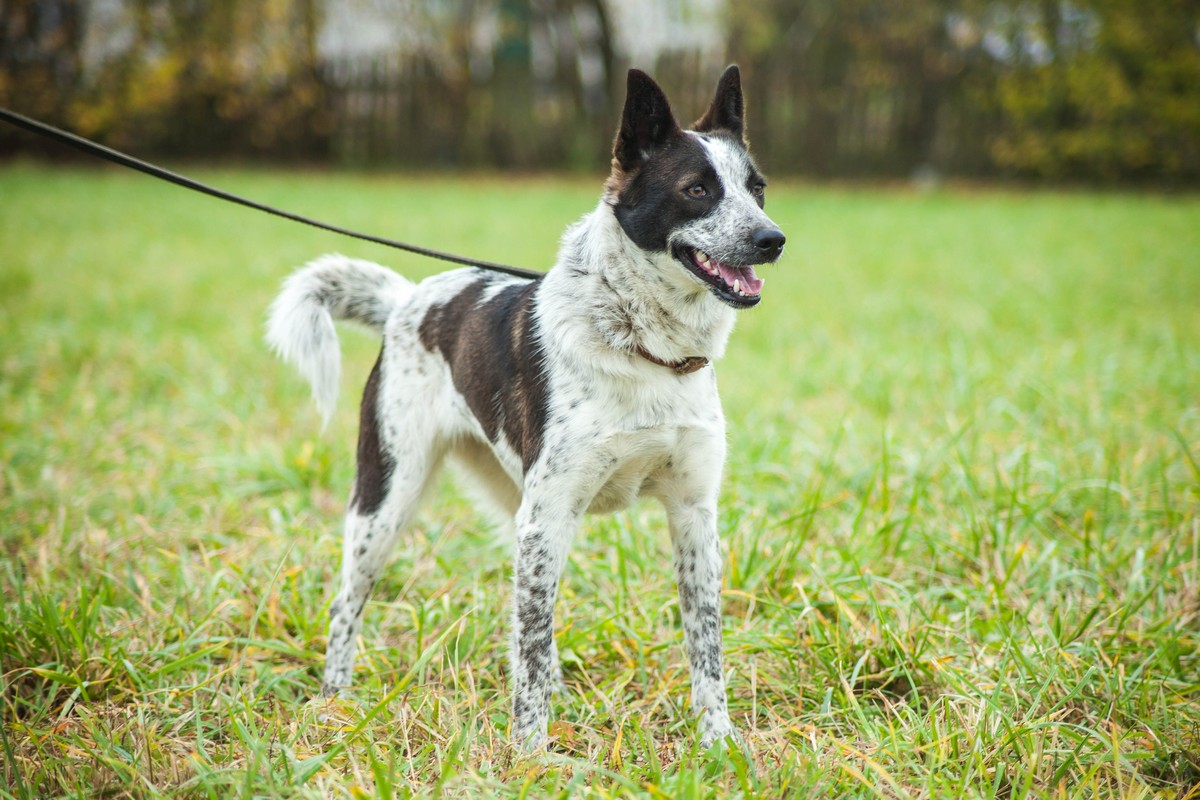Жывёлы шукаюць дом: актыўныя сабакі, кемлівы шчанюк і цуд-кацяня Жывёлы шукаюць дом: актыўныя сабакі, кемлівы шчанюк і цуд-кацяня