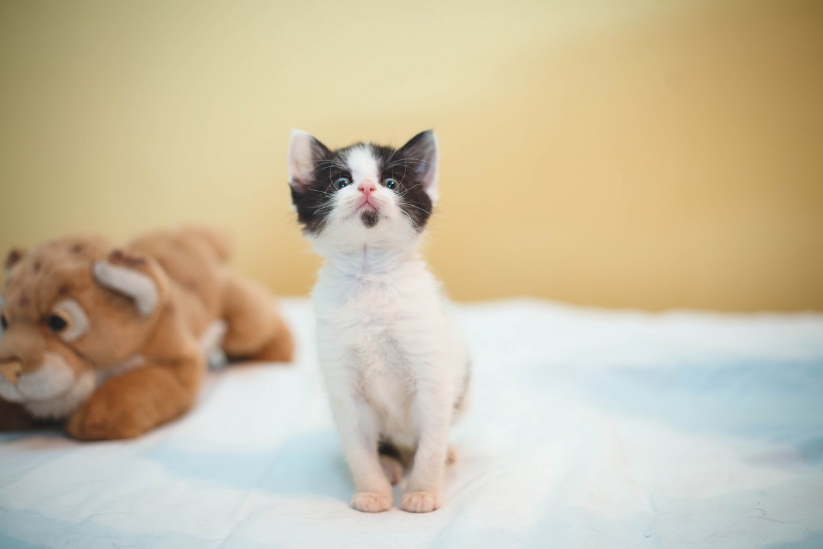 Жывёлы шукаюць дом: актыўныя сабакі, кемлівы шчанюк і цуд-кацяня Жывёлы шукаюць дом: актыўныя сабакі, кемлівы шчанюк і цуд-кацяня