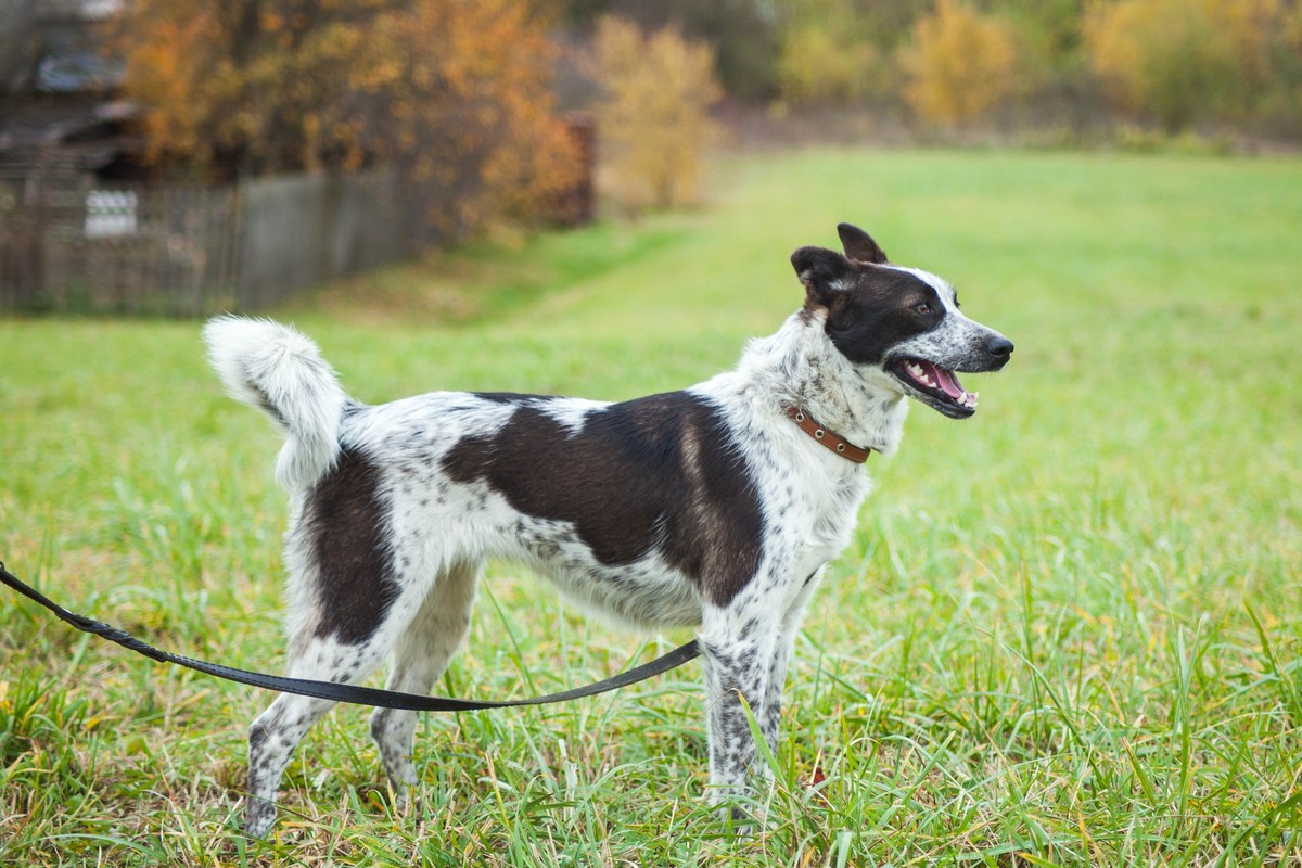 Жывёлы шукаюць дом: актыўныя сабакі, кемлівы шчанюк і цуд-кацяня Жывёлы шукаюць дом: актыўныя сабакі, кемлівы шчанюк і цуд-кацяня