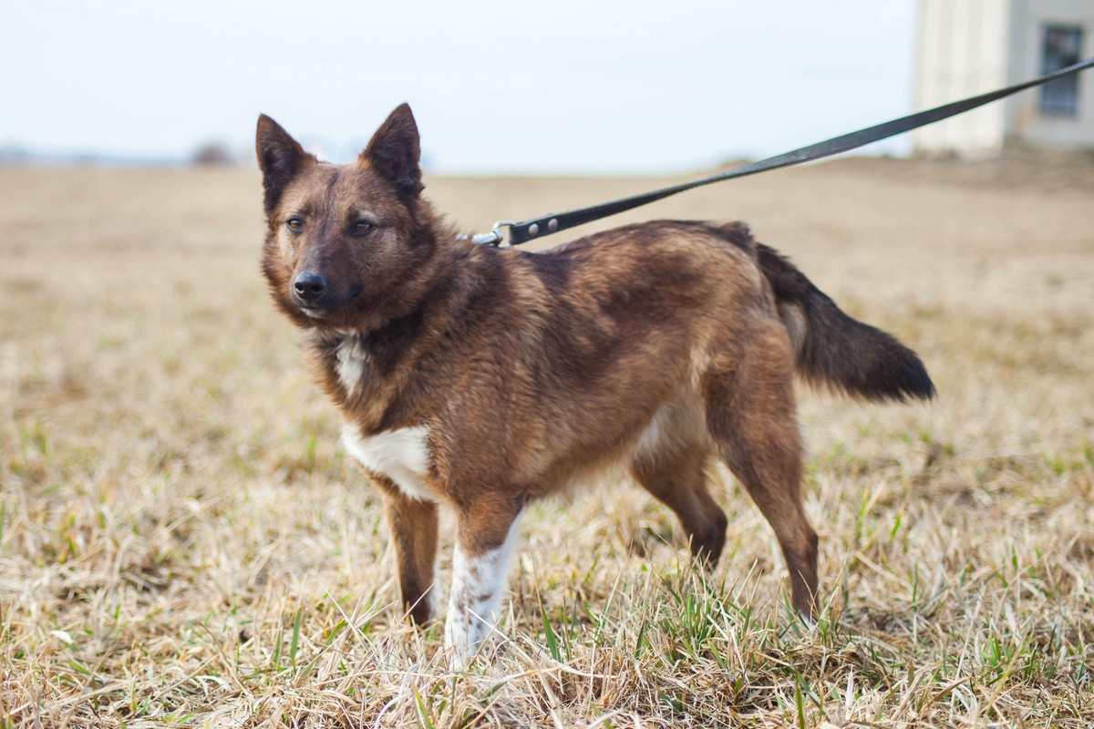 Жывёлы шукаюць дом: актыўныя сабакі, кемлівы шчанюк і цуд-кацяня Жывёлы шукаюць дом: актыўныя сабакі, кемлівы шчанюк і цуд-кацяня