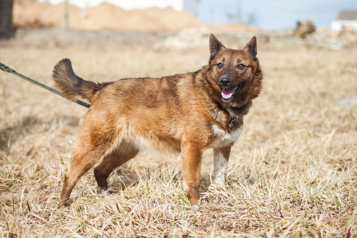 Жывёлы шукаюць дом: актыўныя сабакі, кемлівы шчанюк і цуд-кацяня Жывёлы шукаюць дом: актыўныя сабакі, кемлівы шчанюк і цуд-кацяня