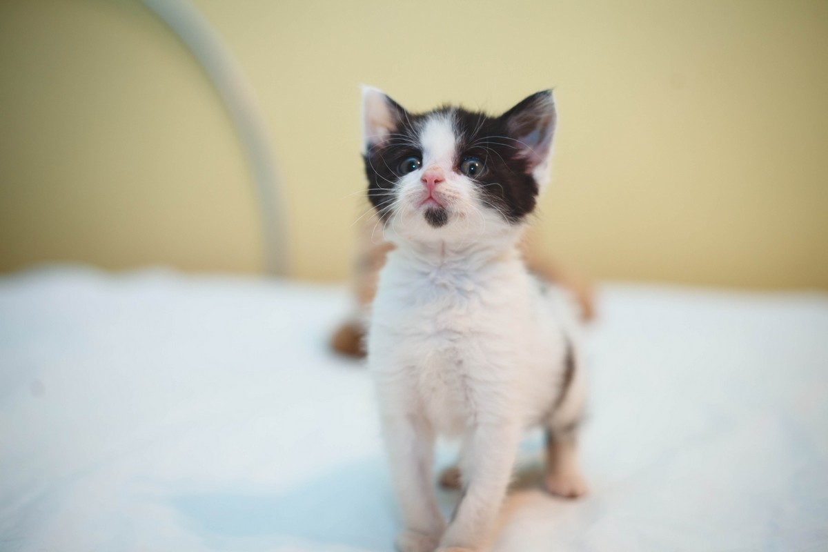 Жывёлы шукаюць дом: актыўныя сабакі, кемлівы шчанюк і цуд-кацяня Жывёлы шукаюць дом: актыўныя сабакі, кемлівы шчанюк і цуд-кацяня