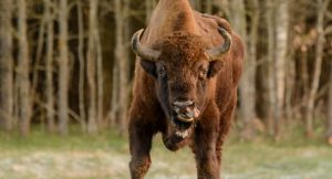Зуброў плануюць рассяліць на Слонімшчыне і Мастоўшчыне Зуброў плануюць рассяліць на Слонімшчыне і Мастоўшчыне