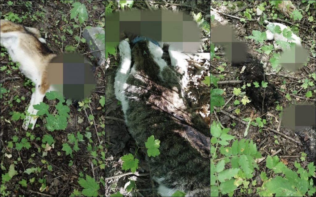 Міліцыя не распавядае адкуль каля САГа трупы жывёл. Зоаабаронцы хочуць азнаёміцца ​​з матэрыяламі справы