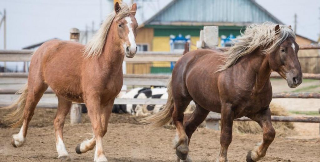 У Палескім радыяцыйным запаведніку пабудуюць каняферму, цэх па перапрацоўцы рыбы