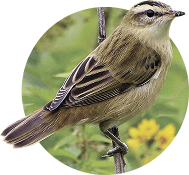 Как восстанавливают один из самых крупных выработанных торфяников в Беларуси