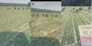 Пад Гродна маладыя людзі ганяліся за казулямі на мікрааўтобусе і запісвалі гэта на відэа