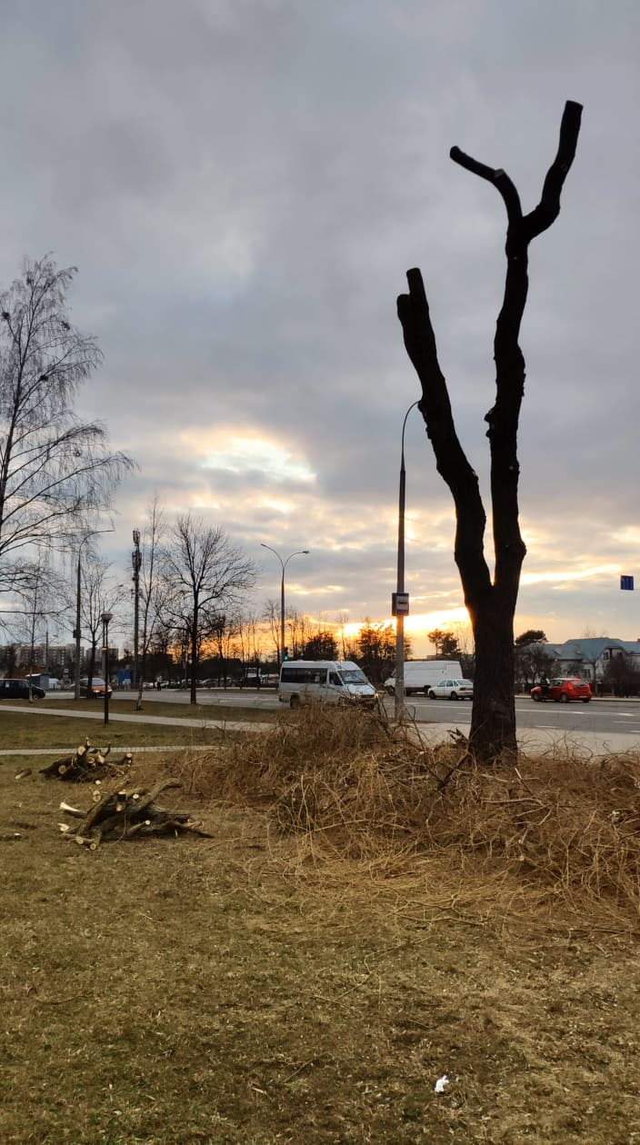 Дрэвы зноў абразаюць пад нуль. Што кажуць батанікі і ЖКГ? Дрэвы зноў абразаюць пад нуль. Што кажуць батанікі і ЖКГ?