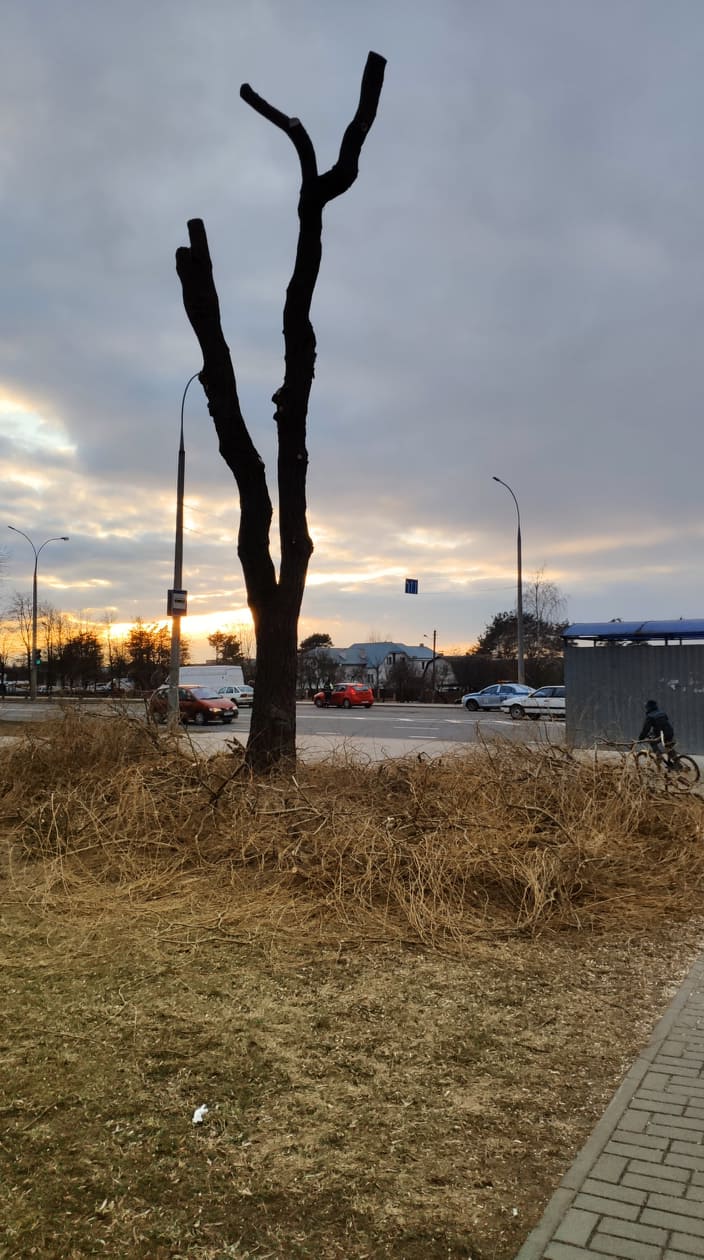 Дрэвы зноў абразаюць пад нуль. Што кажуць батанікі і ЖКГ? Дрэвы зноў абразаюць пад нуль. Што кажуць батанікі і ЖКГ?