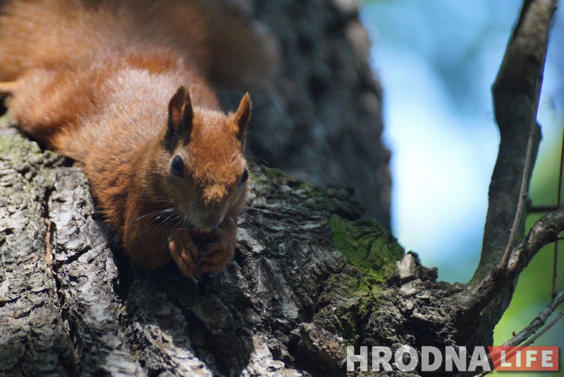Навошта вавёркам плот, а вазочнікам – пандусы. Камунальнікі то чуюць Юлю Каляду, то не чуюць, а яна ўсё роўна піша