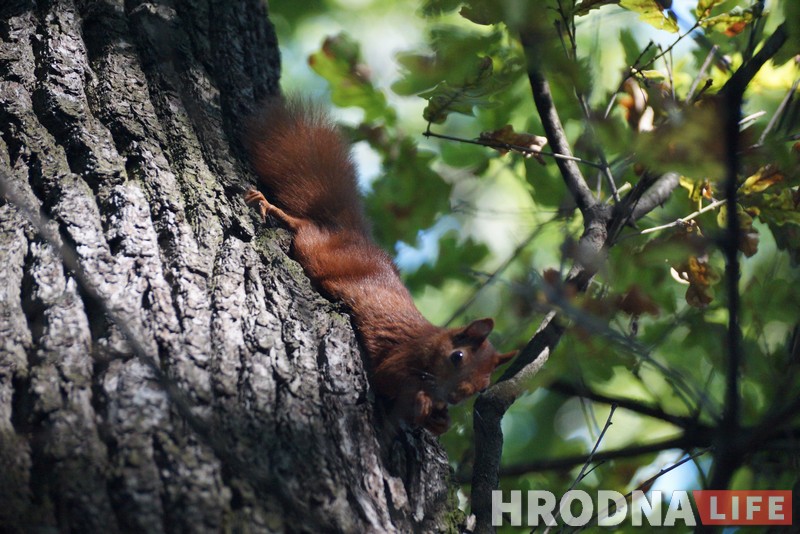 Навошта вавёркам плот, а вазочнікам – пандусы. Камунальнікі то чуюць Юлю Каляду, то не чуюць, а яна ўсё роўна піша