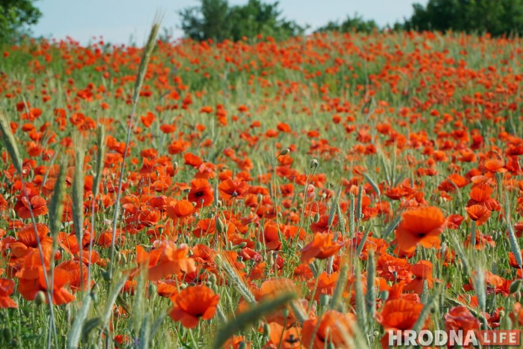 Берестовица - почти Краков, а Репля - красивее Москвы. Что посмотреть за день в окрестностях Гродно