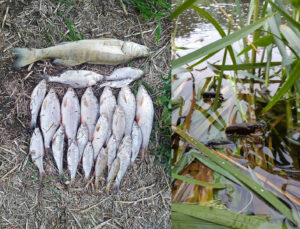 Гродзенец папрасіў Адміністрацыю прэзідэнта праверыць мор рыбы ў Нёмане Гродзенец папрасіў Адміністрацыю прэзідэнта праверыць мор рыбы ў Нёмане