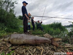 Дзяржінспекцыя патлумачыла, чаму ў Нёмане адбыўся мор рыбы Дзяржінспекцыя патлумачыла, чаму ў Нёмане адбыўся мор рыбы