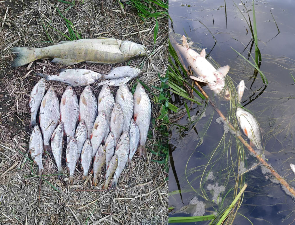 Літва сумняваецца ў прычыны мору рыбы ў Нёмане, названых Беларуссю