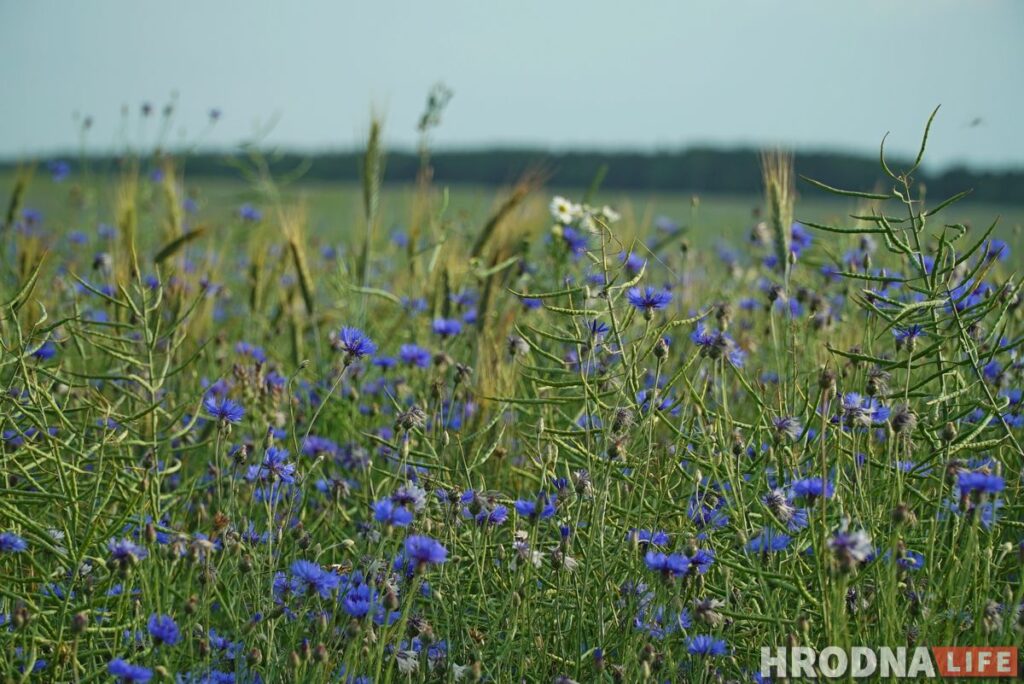 Берестовица - почти Краков, а Репля - красивее Москвы. Что посмотреть за день в окрестностях Гродно