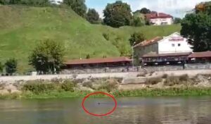 Яшчэ адзін гродзенец пераплыў Нёман, каб выратавацца ад міліцыі. Але яго затрымалі