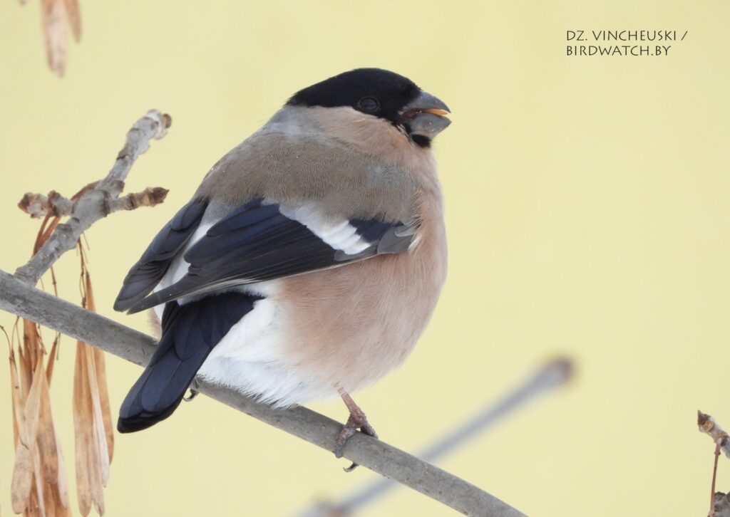Гілі ў Гродне: дзе іх убачыць, чым пакарміць (і ці патрэбна гэта)