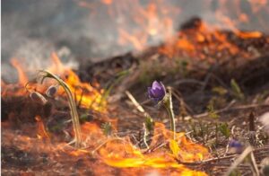 Шэсць чалавек у Гродзенскай вобласці аштрафавалі за вясновыя палы. Як не дапусціць пажару? Шэсць чалавек у Гродзенскай вобласці аштрафавалі за вясновыя палы. Як не дапусціць пажару?