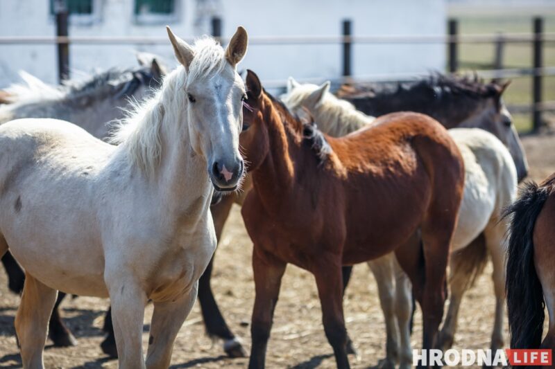 Ліквідацыя “Цэнтра”, калонія для пенсіянера і праблемы конегадоўлі. Галоўныя навіны тыдня, якія вы маглі прапусціць