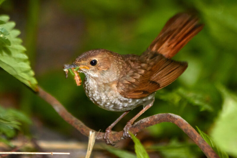 Дзе паслухаць салаўёў у Гродне? Калі не знойдзеце самі - будзе экскурсія